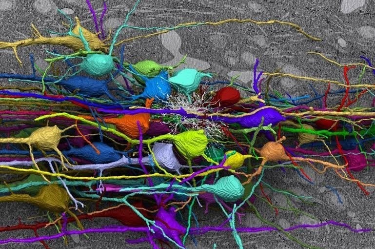 The Beauty of the Cortical Local Circuit
